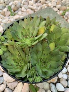 多肉植物 センペル リンボのサムネイル
