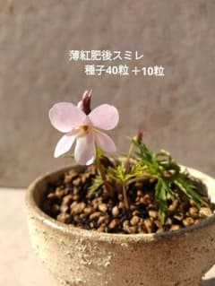 【匿名配送】ウスベニヒゴスミレ 種子40粒＋10粒　すみれのサムネイル