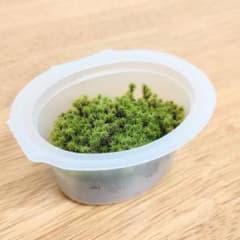 苔 【楕円ミニカップ】初心者向け 陸上 コケ テラリウム モス 観葉植物 夏秋冬