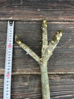 プルメリア 挿し木用 枝 苗木のサムネイル