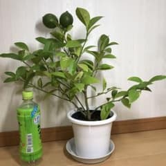 レモン苗木　リスボンレモン　実ついてます　常緑樹のサムネイル