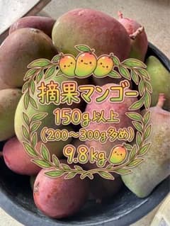 ☆摘果マンゴー8.5kg 大摘果マンゴー 箱込み9.8kg - メルカリ