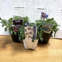 びおら様　ご依頼品　現品　メルカリ便発送　12苗 SALE♡アンティークビオラ3種♡メルカリ便 - メルカリ