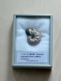 アンモナイト　化石　白亜紀前期　約1億年前　マダガスカル　正規品 アンモナイト化石 標本 ケース付き マダガスカル産 約1億年前 - メルカリ