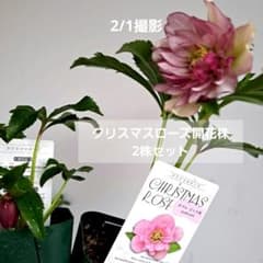 クリスマスローズ開花株 ピンク系ダブル2株セット！ - メルカリ
