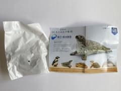 はしもとみおの彫刻　新江ノ島水族館　ゴマフアザラシのサムネイル