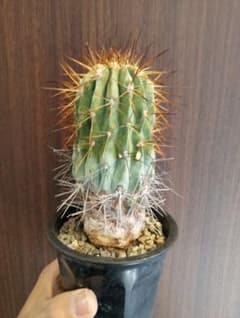 特選 現地球 カキコ コピアポア ハセルトニアナ 逆鱗丸 特選 現地球 カキコ コピアポア ハセルトニアナ 逆鱗丸 - メルカリ