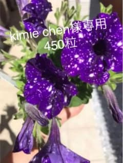 ペチュニア　専用出品のサムネイル