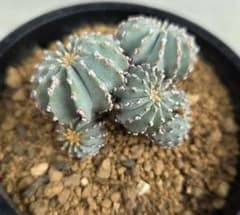 メキシカーナ　6頭 実生 国内繁殖株 メキシカーナ 6頭 実生 国内繁殖株 - メルカリ