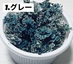 かすみ草のサムネイル