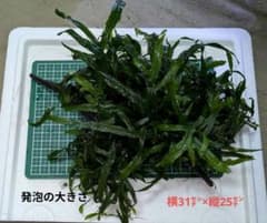 〘最終値下げ〙ミクロソリウムトライデント流木付き大株オマケ付きのサムネイル
