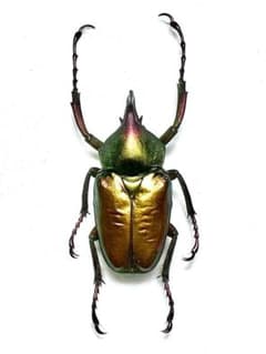 極美麗‼️ロドリゲスカブトハナムグリ　蝶標本その他　甲虫　昆虫 極美麗‼️ロドリゲスカブトハナムグリ 蝶標本その他 甲虫 昆虫