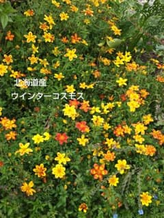 ウインターコスモス(ビデンス)の種 - メルカリ