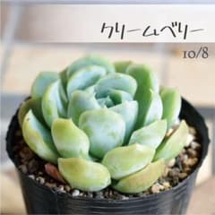 多肉植物【クリームベリー】エケベリア ポットごと or 抜き苗 6