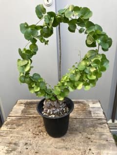 アフリカ亀甲竜　4号プラ鉢　鉢ごとメルカリ便発送 アフリカ亀甲竜 4号プラ鉢 鉢ごとメルカリ便発送 - メルカリ