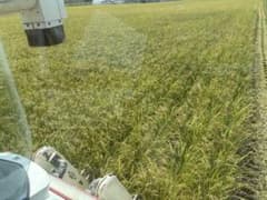 ⭐︎冷蔵庫保管米福岡県産米20キロ（令和7年9月収穫分）⭐︎ - メルカリ