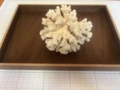 天然】白サンゴ 原木 置物 インテリア 水槽 アクアリウム 珊瑚 - メルカリ