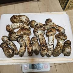 【9月16日朝採り】国産松茸 567g（13本）極上の香り・新鮮発送！のサムネイル