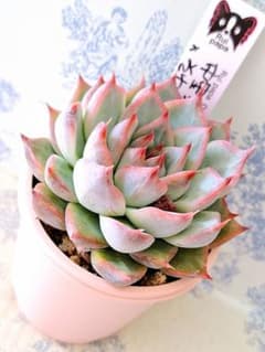 中里リンゼアナ×そわそわ札付きポットごとメルカリ便ルイパパさん苗