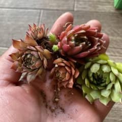 センベルビゥム　3のサムネイル