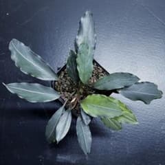 bucephalandra motleyana ミリ産ブセファランドラのサムネイル