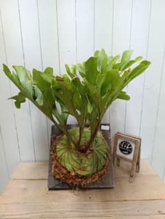 X509【板付！Lサイズ】美形密集葉！ビカクシダ リドレイ 現地球1/27