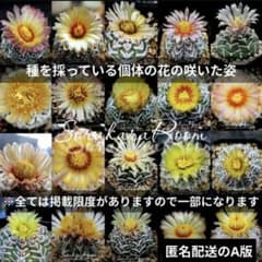 スーパー兜 兜丸 サボテン Vタイプ 種子 15粒 匿名配送 A版 土日祝配達