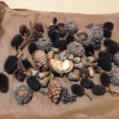木の実のセットのサムネイル