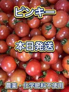 【綾善farm】農薬・化学肥料不使用のミニトマト（ピンキー）約3kg【期間限定】のサムネイル