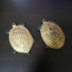 亀型墨　水墨画のサムネイル