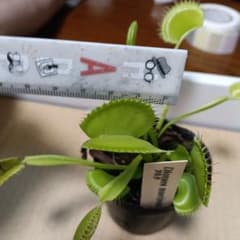 ハエトリソウ フルク 食虫植物 観葉植物　2　値下げのサムネイル