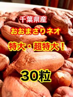 ③✨千葉県産✨落花生✨おおまさりネオ種✨500粒✨ ②✨千葉県産✨落花生✨おおまさりネオ種✨30粒✨ - メルカリ