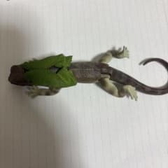 ガチャガチャ 襟巻きとかげのサムネイル