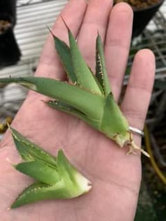 AGAVE アガベ　ホリダとチタノタバナナピール子株セットのサムネイル