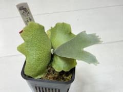 選抜 dwarf willinckii totoro × veitchii 陽炎 選抜 dwarf willinckii totoro × veitchii 陽炎 - メルカリ
