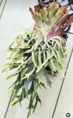 ビカクシダ☆イザナミ☆Izanami☆伊弉冉☆OC☆ポット② - メルカリ