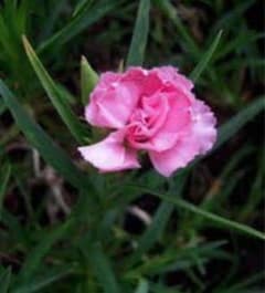 限定1苗！　原種　カーネーション　クローブピンク　挿し木苗　芳香種　ハーブ　希少のサムネイル