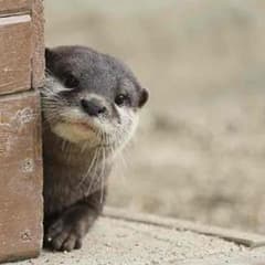 嵩大さま専用のサムネイル