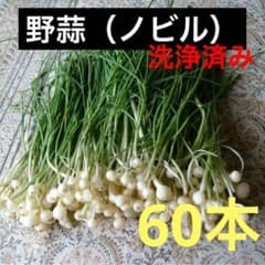 野蒜 ノビル 食用 洗浄済み 60本 - メルカリ