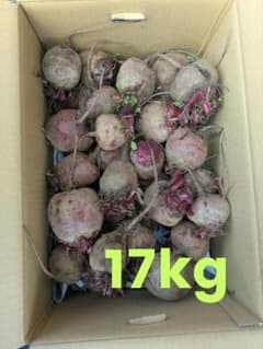 特売【訳あり】　ビーツ　約17キロ　三浦半島　農家直送　農薬不使用(栽培期間) 特売【訳あり】 ビーツ 約17キロ 三浦半島 農家直送 農薬不使用(栽培