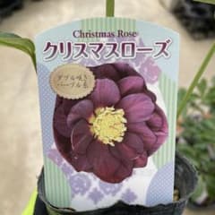 クリスマスローズ ダブル咲きパープル系 ＊同梱推奨商品 - メルカリ