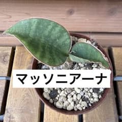 A【観葉植物】サンスベリア属 マッソニアーナ 2枚葉 抜き苗 第四種発送のサムネイル