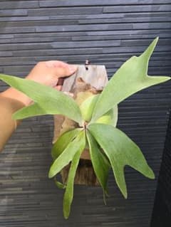 ビカクシダ ネザーランドのサムネイル