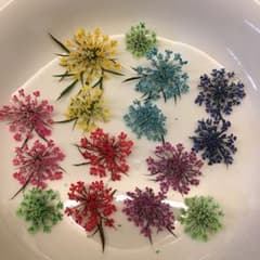 レースフラワー ドライフラワーのサムネイル