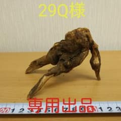 マングローブ系流木⑤　　アクアリウム　　　　　　　3点同時購入800円引き‼️のサムネイル