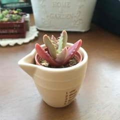 多肉植物 フォーカリアのサムネイル