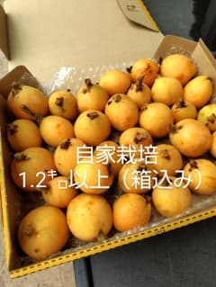 白家栽培 果物 1.2キロ以上のサムネイル