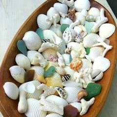 貝殻☆珊瑚☆シーグラスセットのサムネイル