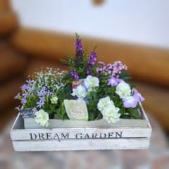 夏の花苗6品種セット❇寄せ植えにも - メルカリ