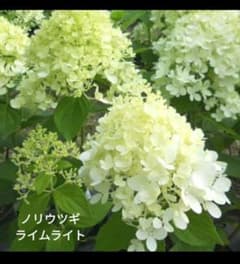 ノリウツギ ライムライト 挿し穂2本のサムネイル
